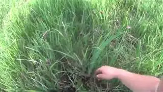 эх лук лучек поездка за полевым луком сбор лука