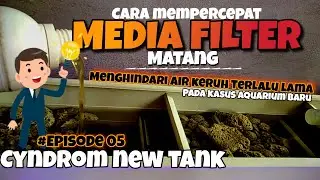 CARA CEPAT BIKIN MEDIA FILTER CEPAT MATANG PADA AQUARIUM BARU - CYNDROM NEW TANK