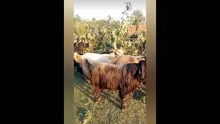 Bakra breeds in Pakistan.
