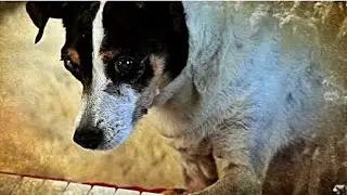 HEART OF A DOG | Trailer deutsch german [HD]