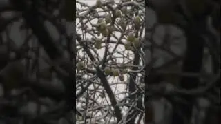 ЯБЛОКИ в СНЕГУ