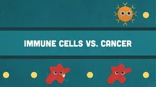 Immune Cells vs. Cancer: What Are CAR T-Cells and How Do They Work?