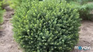 Обзор- Ель 🌲 Сербская «Карел»