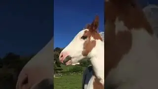 Beautiful horse