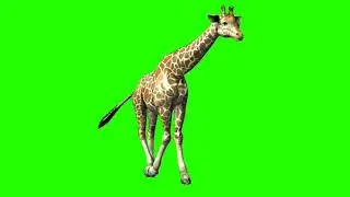 Giraffe || Green screen giraffe effect || chroma key || 4K HD || Giraffe walk green screen animation