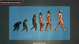 Classification and evolution