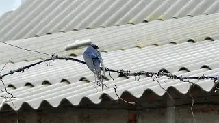 Ласточка.