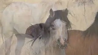 Pokegama Wild Horses