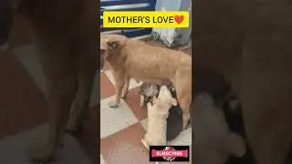 Mother Dogs love #doglover #puppies #pawankalyan #prabhas #chiranjeevi #maheshbabu #ntr #alluarjun