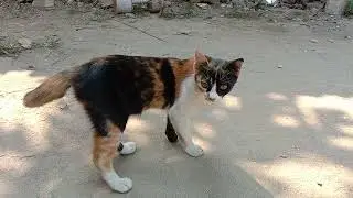 CAT VS MOUSE | CAT EAT MOUSE ALIVE | RAT EATEN BY CAT | CAT VS RAT