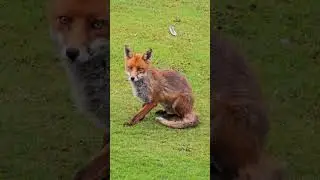 Pretty Boy Philip 🦊