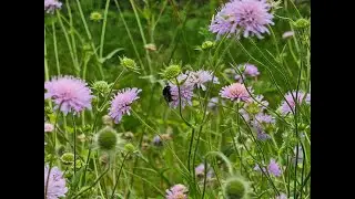 Explore the Medieval Herb Garden at Stafford Castle