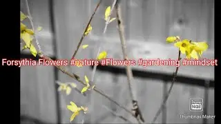 Beautiful flowers blooming #flowers #gardening #garden