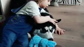 Хаски Зевс и ребёнок.