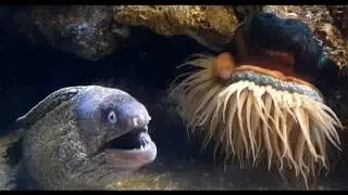 Owen Wilson Eel - WOW