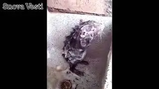 Крыса намыливает себя мылом