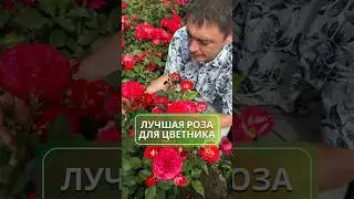 The best rose for your flowerbed 🌹 