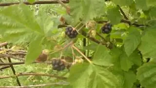 Ежевика в Сибири сорт Агавам. (Выращивание и уход) 1 часть