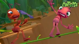 High-Wire Challenge! | Antiks 🐜 | Funny Cartoons for Kids