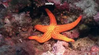 Starfish: The Incredible Life of the Ocean's Regenerators | Short Documentary