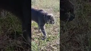 Дэми изучает территорию отдыха. 