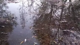 Затопило городи, корм ля риби.
