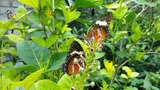 Тропические бабочки, Kemenuf Butterfly Park.