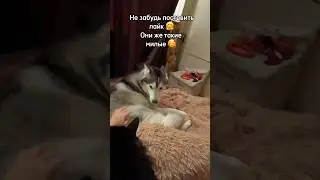 #cat #animals #dog #husky #кот #собака #pets #love #cute #morning #утро