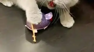 Котики из TikTok