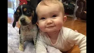 Baby and Beagle dog have funny time - Dogs and Babies are really cute and make us happy