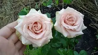 Роза Квиксенд. Первогодка.