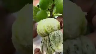 Инжир саженцы Ростов-на-Дону | City Gardens