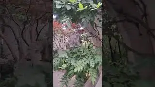 Garden  is Washington