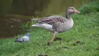 Wild Goose