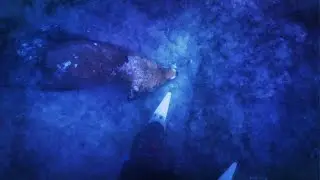 Животные, замерзщие во льду