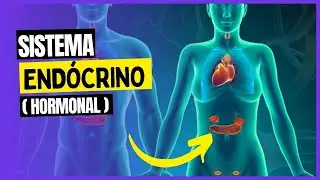 SISTEMA ENDÓCRINO  - HORMÔNIOS