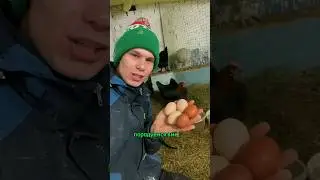 На ферме у нас интересно, подписывайся 👨‍🌾