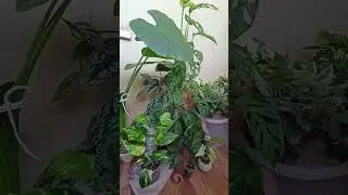 утро цветанутой😁 #plants #комнатныерастения #юмор #моирастения