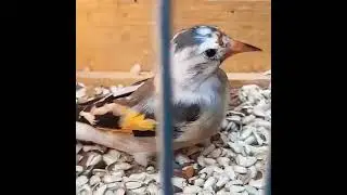 Wild mutation goldfinch