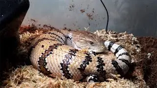 New Irian Jaya Blue Tongue Skink!