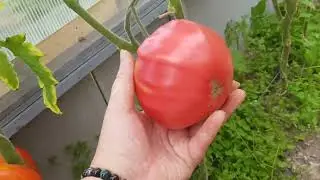 Сорт томата Церковь 26,08,23