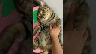purr machine Activated