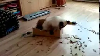 Крыса кот Cat Rat
