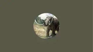 APRIL MASTODON PNR