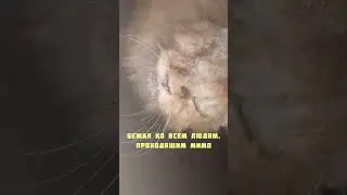 Настоящая боль – это когда тебя предали😭 #помощьбездомнымживотным