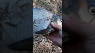 Лещь на Волхове 