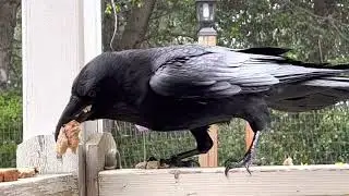 My Raven friend, of 13 years, comes to me in the garden to ask me for a treat. How he trusts me.