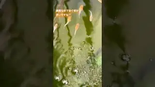 メダカ水槽214 採卵と水換え　#shorts #メダカ #aquarium #fish