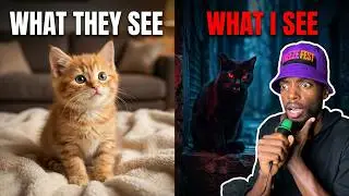 Cat People Are Mad At Me