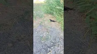 Норка пришла за рыбой #рыбалка #норка #рыба #август